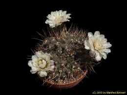 Gymnocalycium moserianum 224